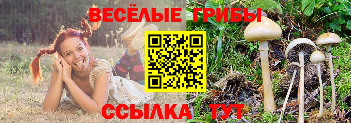 Галлюциногенные грибы GOLDEN TEACHER  Вход с VPN  даркнет сайт  Сегежа 